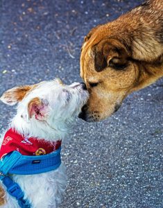 Huisdierenverzekering vergelijken Hondenverzekering