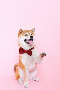 Huisdierenverzekering vergelijken Huisdierenverzekering vergelijken