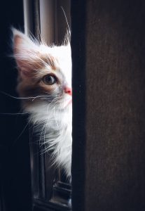 Huisdierenverzekering vergelijken Kattenverzekering