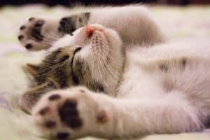 Huisdierenverzekering vergelijken Kattenverzekering vergelijken